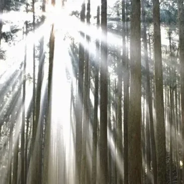 Aktienanalyse – Sumitomo Foresty