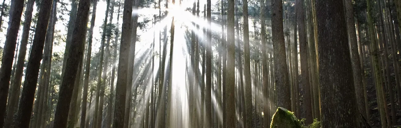 Aktienanalyse – Sumitomo Foresty
